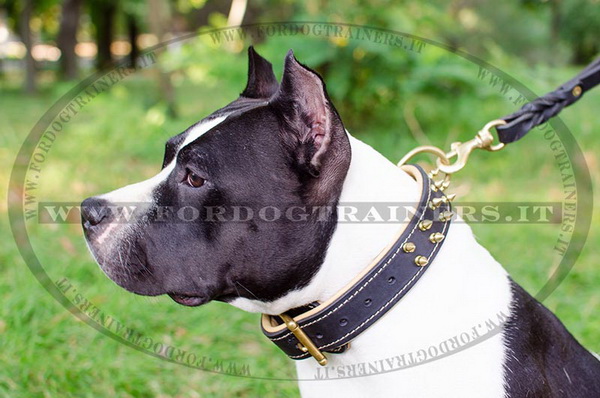 American Staffordshire Terrier con collare di cuoio